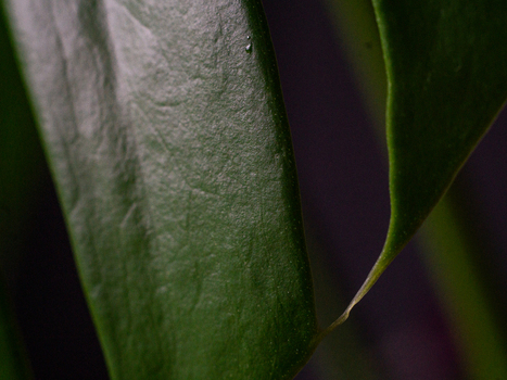 View of the smooth dark green texture of a plant leaf with soft lighting in Looe Cornwall United Kingdom. View of the smooth dark green texture of a plant leaf with soft lighting in Looe Cornwall United Kingdom.
