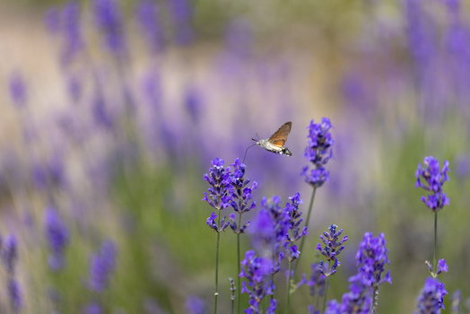 View of a hummingbird hawk moth hovering and feeding on purple lavender flowers in a blooming field Wittenheim Grand Est France.
