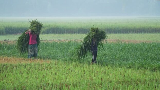 View of farmers carrying grass bundles in Bogura Bangladesh. View of farmers carrying grass bundles in Bogura Bangladesh.