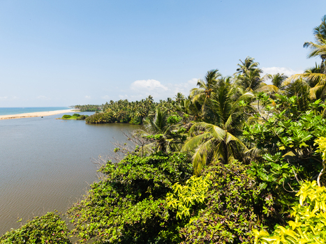 Aerial view of lush tropical palm trees bordering a calm river lagoon near the sandy coastline under a clear blue sky in Galle Southern Province Sri Lanka.