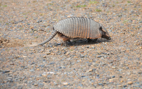 View of a hairy armadillo walking across a pebbly gravel path in the wild Puerto Madryn Chubut Argentina. View of a hairy armadillo walking across a pebbly gravel path in the wild Puerto Madryn Chubut Argentina.
