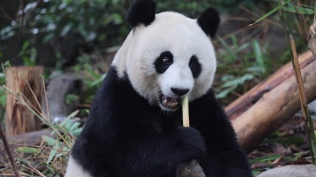 View of giant panda eating bamboo at Chengdu Research Base China. View of giant panda eating bamboo at Chengdu Research Base China.