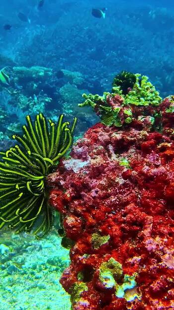View of vibrant coral reef and feather star in Bali Indonesia. View of vibrant coral reef and feather star in Bali Indonesia.