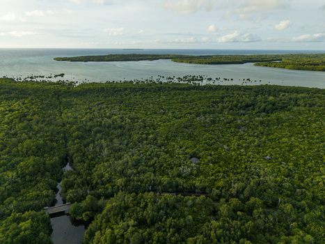 Aerial view of dense mangrove forests meeting the tranquil sea under a soft sky Karimunjawa Central Java Indonesia.