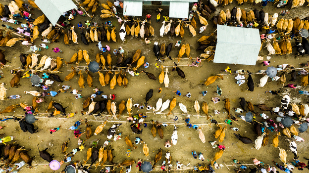 Aerial view of Baish Mowza Sarak Bazar cattle market with numerous cows people and umbrellas scattered across the dirt ground in Nabinagar Chittagong Division Bangladesh. Aerial view of Baish Mowza Sarak Bazar cattle market with numerous cows people and umbrellas scattered across the dirt ground in Nabinagar Chittagong Division Bangladesh.
