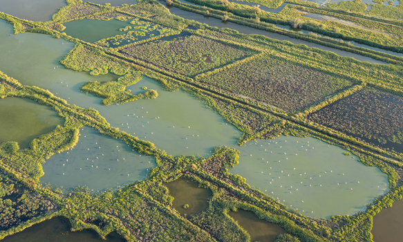 Aerial view of greater flamingos in the shallow lagoons and marshes of the Camargue Regional Nature Park featuring winding waterways and lush green reed beds in France.