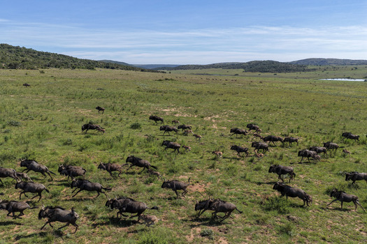 Aerial view of a large herd of wildebeest running across the vast grassy savanna with rolling hills under a clear blue sky in Waterberg District Municipality Limpopo South Africa. Aerial view of a large herd of wildebeest running across the vast grassy savanna with rolling hills under a clear blue sky in Waterberg District Municipality Limpopo South Africa.