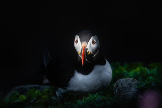 View of an Atlantic Puffin with its distinctive colorful beak resting among green vegetation on the Saltee Islands Ireland. View of an Atlantic Puffin with its distinctive colorful beak resting among green vegetation on the Saltee Islands Ireland.