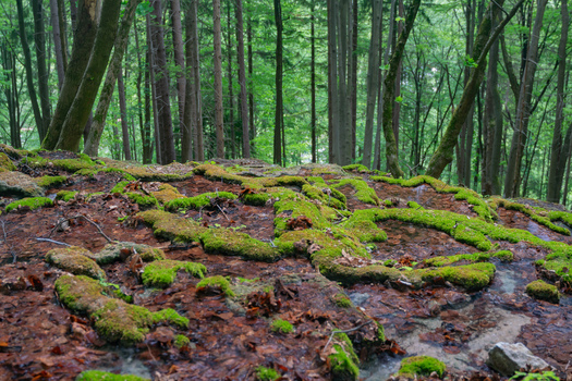 View of Pancierovske travertines covered in vibrant green moss and fallen leaves within a dense forest Banska Bystrica Banskobystricky kraj Slovakia. View of Pancierovske travertines covered in vibrant green moss and fallen leaves within a dense forest Banska Bystrica Banskobystricky kraj Slovakia.
