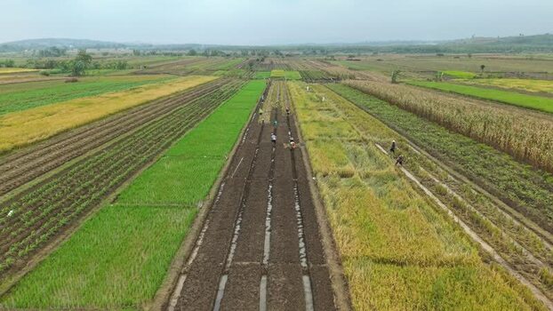 Aerial view of agricultural fields Indonesia.