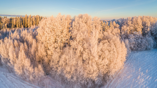 Aerial view of a frost covered forest illuminated by the warm light of the golden hour in Latvia. Aerial view of a frost covered forest illuminated by the warm light of the golden hour in Latvia.