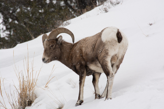 View of a bighorn sheep standing on a snow covered hillside in Yellowstone National Park United States.