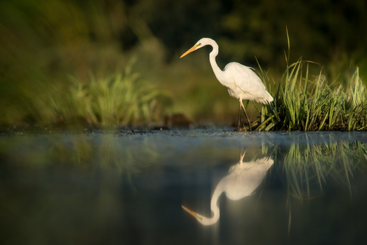 View of a white egret standing in the shallow water with its reflection visible in the calm surface surrounded by green reeds in Debrzno Pomeranian Voivodeship Poland. View of a white egret standing in the shallow water with its reflection visible in the calm surface surrounded by green reeds in Debrzno Pomeranian Voivodeship Poland.