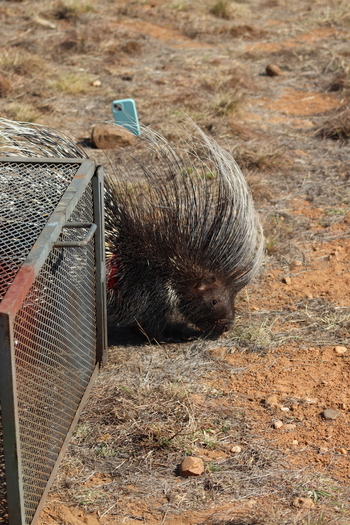 View of a porcupine with raised quills near a metal cage in the arid landscape at Finfoot Lake Reserve By Dream Resorts in Bojating North West South Africa.