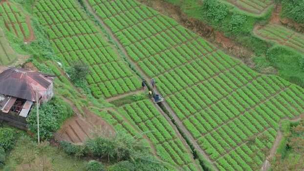 Aerial view of tea plantations in Nuwara Eliya Sri Lanka. Aerial view of tea plantations in Nuwara Eliya Sri Lanka.
