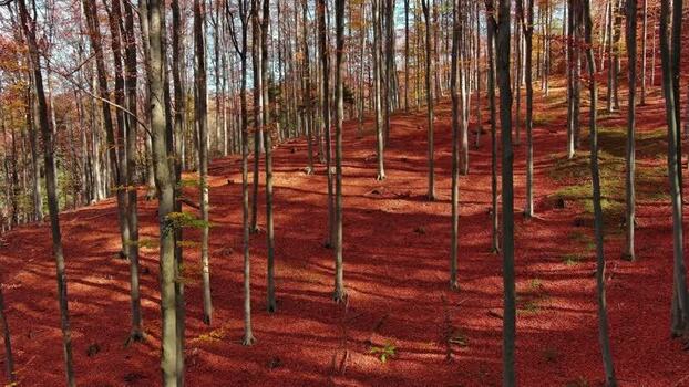 Aerial view of autumn forest with red leaves Romania. Aerial view of autumn forest with red leaves Romania.