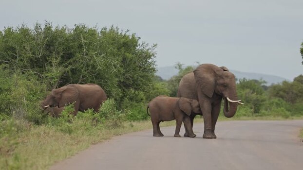 View of African elephants in Kruger National Park South Africa.