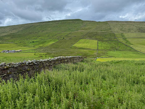 View of the rolling green hills and traditional dry stone walls under a cloudy sky in the Yorkshire Dales Hawes England United Kingdom. View of the rolling green hills and traditional dry stone walls under a cloudy sky in the Yorkshire Dales Hawes England United Kingdom.