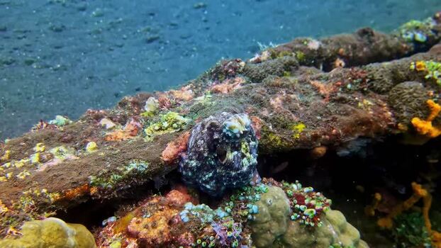 View of a camouflaged frogfish on a coral reef in Indonesia.