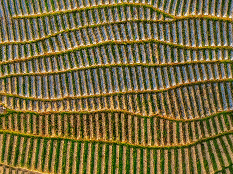Aerial view of the terraced agricultural fields of Dieng Plateau with rhythmic patterns of crops and soil in Indonesia.