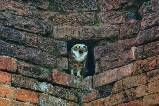 View of an owl with its bright yellow eyes peers out from a brick lined opening a stark contrast against the weathered stones Rajshahi Rajshahi Division Bangladesh.