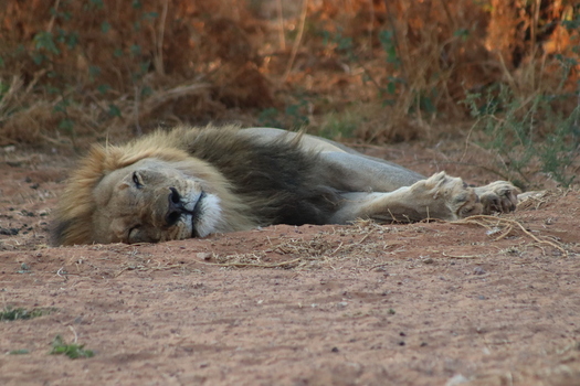 View of a male lion resting on the dry ground in the savanna at Tumbeta Private Game Reserve Thabazimbi Limpopo South Africa. View of a male lion resting on the dry ground in the savanna at Tumbeta Private Game Reserve Thabazimbi Limpopo South Africa.