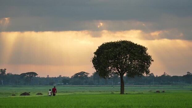 View of a lone tree in a green field at sunset Bangladesh. View of a lone tree in a green field at sunset Bangladesh.