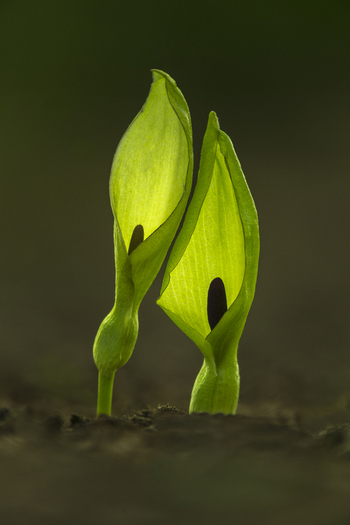 View of two Arum maculatum plants with vibrant green spathes and dark spadices emerging from the soil in Cambridgeshire United Kingdom. View of two Arum maculatum plants with vibrant green spathes and dark spadices emerging from the soil in Cambridgeshire United Kingdom.