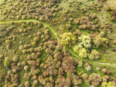 Aerial view of nature reserve Millingerwaard with winding path through autumn colored trees and dense shrubs in Kekerdom Gelderland Netherlands.