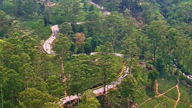 Aerial view of winding road in tea plantation Sri Lanka.