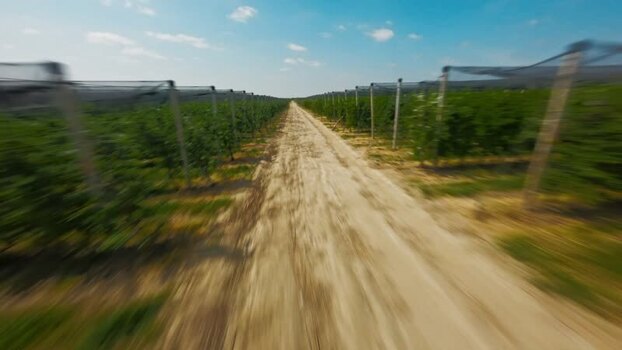 FPV aerial view of vineyard in Vojvodina Serbia.