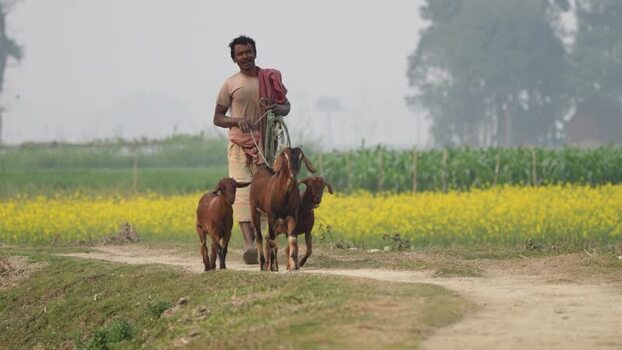 View of a man walking with goats in rural Bogura Bangladesh.