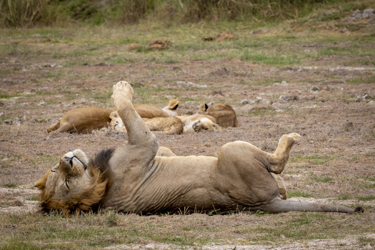 View of a male lion lying on its back in the grass with other lions resting in the background in Kenya.