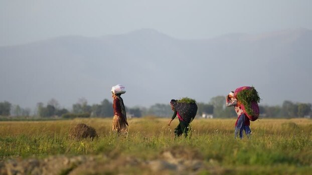 View of women carrying heavy bundles of grass through rural fields Nepal. View of women carrying heavy bundles of grass through rural fields Nepal.