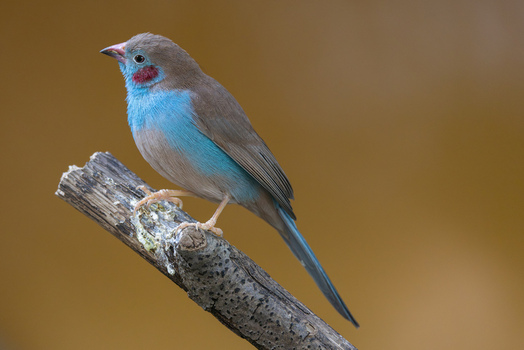 View of a Red cheeked Cordon bleu bird perched on a wooden branch with its vibrant blue plumage and red cheek patch against a blurred background in Mulhouse Grand Est France.