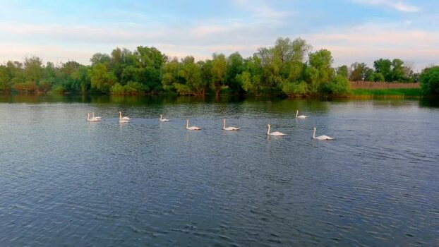 Aerial view of swans swimming in the Danube Delta Romania. Aerial view of swans swimming in the Danube Delta Romania.