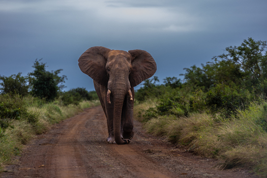 View of a large African elephant walking along a dirt road through the bushveld under a cloudy sky in Kruger National Park Skukuza Mpumalanga South Africa. View of a large African elephant walking along a dirt road through the bushveld under a cloudy sky in Kruger National Park Skukuza Mpumalanga South Africa.