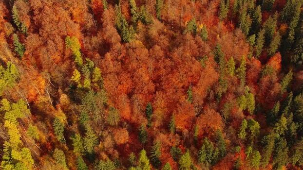 Aerial view of autumn forest in Transylvania Romania.