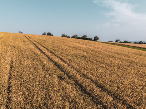 Aerial view of golden wheat field with visible tire tracks stretching across the landscape under a clear blue sky in Czechia. Aerial view of golden wheat field with visible tire tracks stretching across the landscape under a clear blue sky in Czechia.