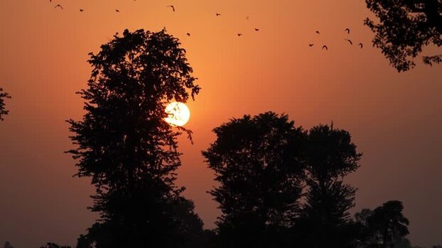 View of the sun setting behind silhouetted trees Bangladesh. View of the sun setting behind silhouetted trees Bangladesh.
