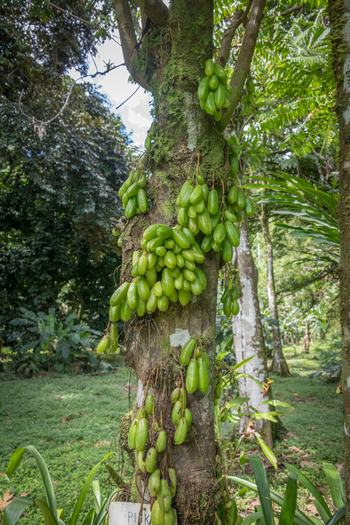View of bilimbi fruit clusters growing on a tree trunk in a tropical garden Costa Rica.