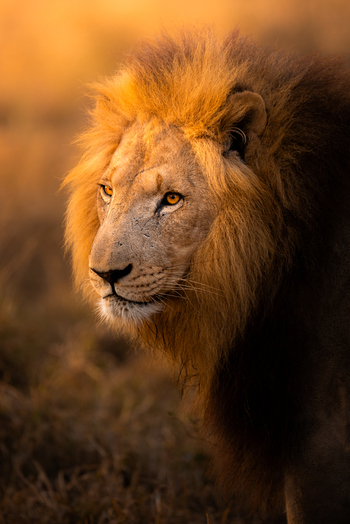 View of a male lion with a thick mane illuminated by golden hour light in Kruger Park Mpumalanga South Africa. View of a male lion with a thick mane illuminated by golden hour light in Kruger Park Mpumalanga South Africa.
