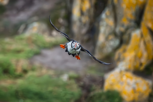 View of an Atlantic puffin in flight carrying sand eels in its beak against a blurred background of rocky cliffs on the Saltee Islands Ireland. View of an Atlantic puffin in flight carrying sand eels in its beak against a blurred background of rocky cliffs on the Saltee Islands Ireland.