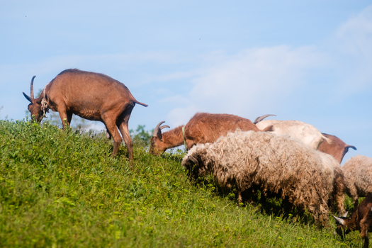 View of a herd of goats and sheep grazing on a lush green grassy hill under a clear blue sky in Futog Vojvodina Serbia. View of a herd of goats and sheep grazing on a lush green grassy hill under a clear blue sky in Futog Vojvodina Serbia.