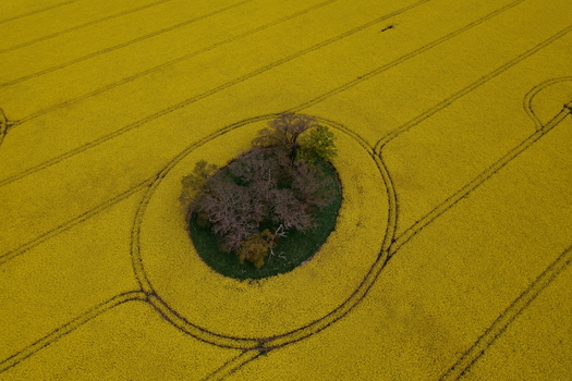 Aerial view of vibrant yellow oil seed rape fields with a circular island of trees and tractor tracks Nairn Scotland United Kingdom. Aerial view of vibrant yellow oil seed rape fields with a circular island of trees and tractor tracks Nairn Scotland United Kingdom.