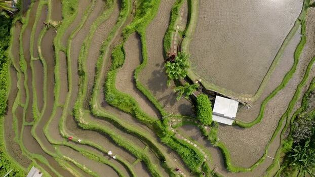 Aerial view of Tegalalang Rice Terrace with lush green paddies Indonesia. Aerial view of Tegalalang Rice Terrace with lush green paddies Indonesia.