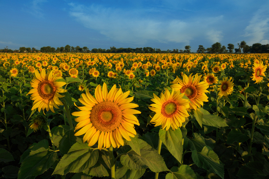 View of a vibrant field of sunflowers in full bloom under a clear blue sky in Nagarparkar Sindh Pakistan.