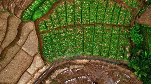 Aerial view of terraced agricultural fields in Sri Lanka.