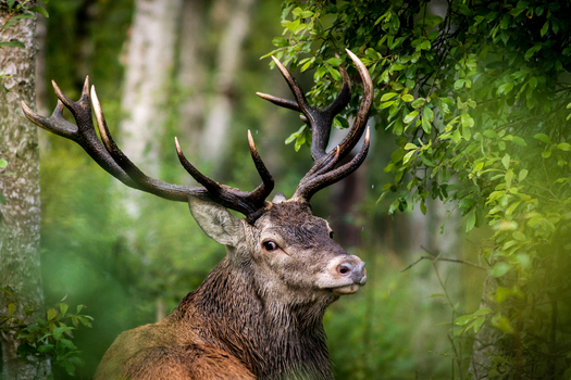 View of a majestic red deer stag with large antlers standing in a lush green forest in Debrzno Pomeranian Voivodeship Poland. View of a majestic red deer stag with large antlers standing in a lush green forest in Debrzno Pomeranian Voivodeship Poland.