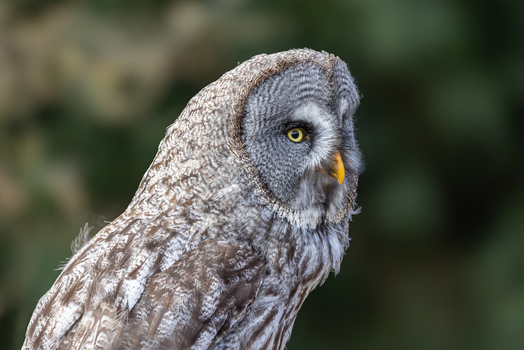 View of a Great Grey Owl with detailed grey plumage and striking yellow eyes against a soft green background in Selestat Grand Est France.
